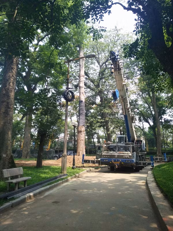 Thuc hu cay co thu bi danh khoi cong vien Bach Thao – Ha Noi