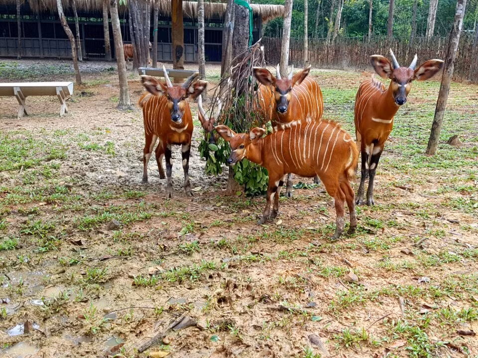 Linh dương vằn Bongo sinh tại Vinpearl Safari, đã được 6 tháng tuổi.