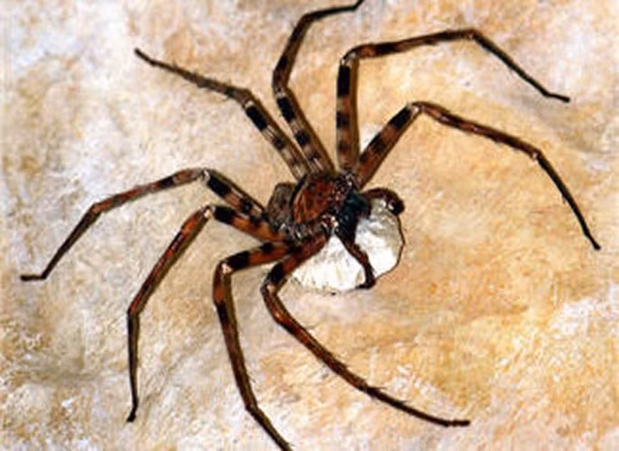 Nhện đi săn khổng lồ (Heteropoda maxima). Tuy không phải là loài nhện “vô địch” về chiều dài cơ thể (loài này chỉ dài có gần 5 cm), nhưng loài này có khoảng cách chân dài nhất trong số các loài nhện (khoảng 30 cm). Dù cơ thể to lớn nhưng loài này không gây hại gì khi cắn người.