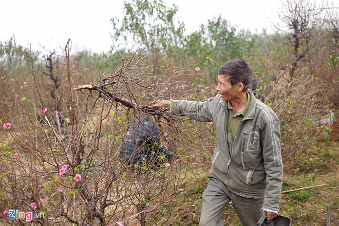 Vụ vườn đào bị chặt phá trước Tết: Công an vào cuộc điều tra Vu vuon dao bi chat pha truoc Tet: Cong an vao cuoc dieu tra