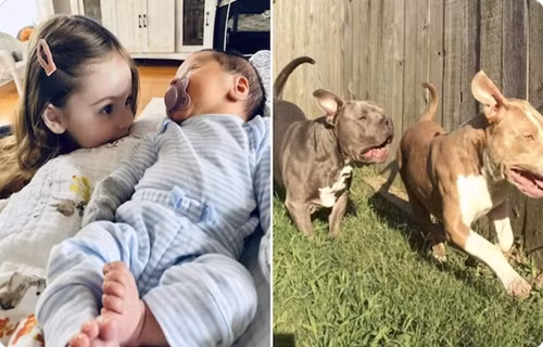 Hãi hùng chó pit bull cắn tử vong hai đứa trẻ Hai hung cho pit bull can tu vong hai dua tre