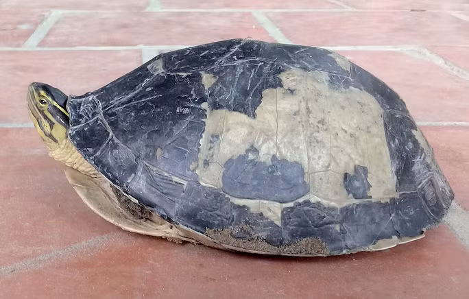 Ngày 25/5/2019, ông Phạm Văn Quang (53 tuổi; ngụ ấp Thanh Niên, thị trấn Phú Hòa, huyện Thoại Sơn, tỉnh An Giang) trong khi bơm nước vào ruộng lúa đã phát hiện một cá thể rùa với hình dáng lạ. Cổ rùa có 3 sọc vàng, trong đó có 1 sọc vàng nổi bật kéo dài từ cổ đến mũi và phía trên mắt. Mai rùa hình vòm nhô lên có màu xám đậm đến đen. Yếm rùa có 2 mảnh màu vàng cử động như được gắn "tấm bản lề" giúp rùa đóng mở cơ thể một cách dễ dàng. Sau đó, cá thể rùa này được xác định là rùa nắp, được xếp vào nhóm động vật quý hiếm Ảnh: Hiền Huynh.