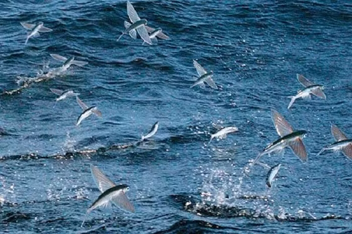 Trong mùa giao phối, người ta thường thấy những đàn cá bay khổng lồ, có khi lên tới hàng triệu cá thể. Số lượng cá chuồn lớn nhất tập hợp từ tháng 12 đến tháng 6, đôi khi giữa tháng 7 và tháng 11. Mùa giao phối thường bắt đầu vào tháng 12 và cao điểm thường là vào tháng 6.