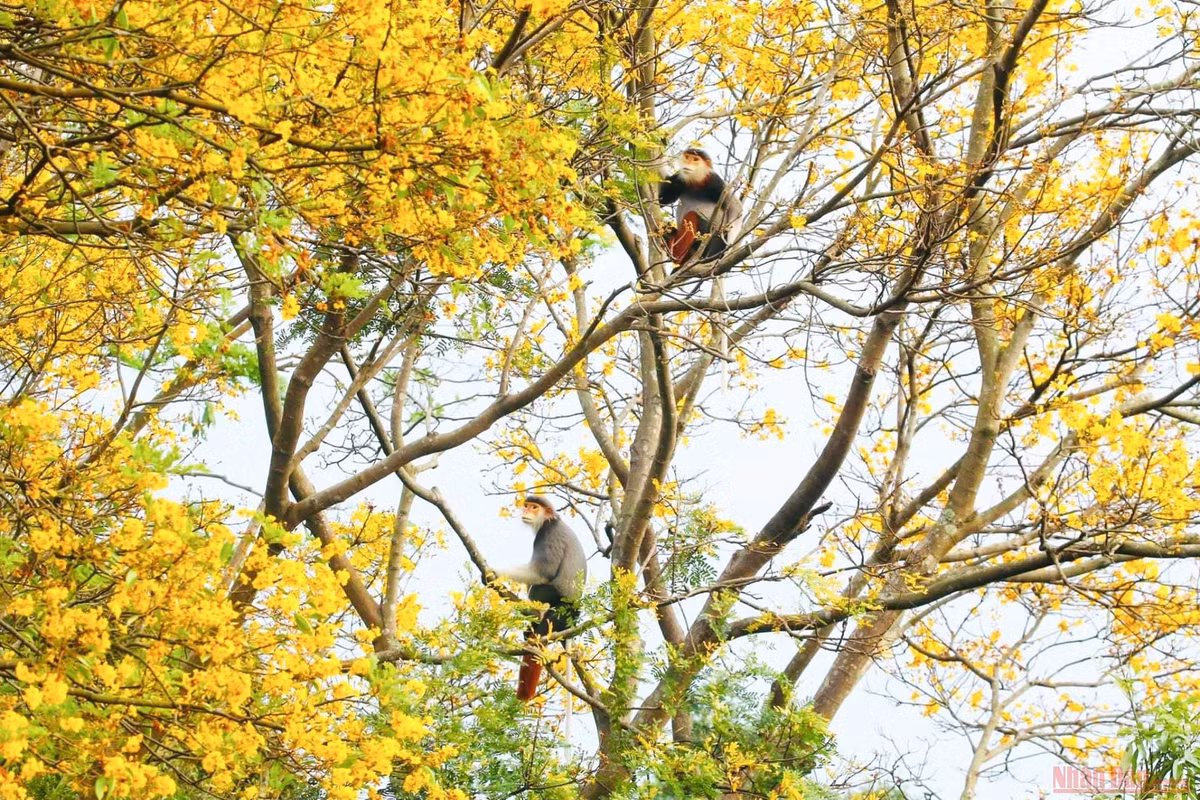 Đặc biệt, vào mỗi dịp tháng 4, du khách còn có cơ hội ngắm nhìn những gia đình voọc chà vá chân nâu quý hiếm bên sắc màu vàng rực của hoa lim xẹt – loài hoa đặc trưng của Sơn Trà. Ảnh: Nhân Dân.