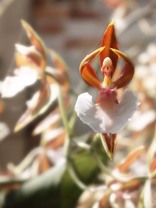 Hoa vũ công (Caladenia melanema): Loài hoa lan có hình dáng kỳ lạ của một cô gái nhảy ba lê cực kỳ duyên dáng. Loài phong lan này tỏa ra một mùi hương rất đặc biệt và tự nhiên. 