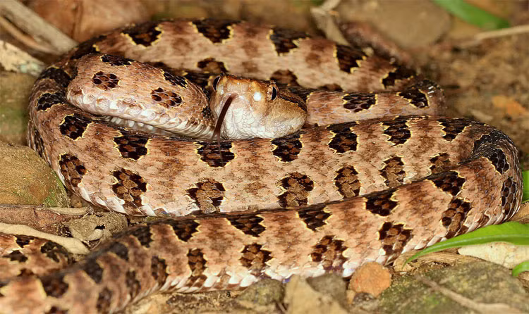 Rắn lục cườm (Chrysopelea ornata): Loài này có vằn và sọc đen, sinh sống chủ yếu ở Nam Á và Đông Nam Á. So với các loài rắn lục có độc khác, nọc độc của rắn lục cườm nhẹ hơn. Tuy nhiên, đừng vì thế mà tấn công chúng. 