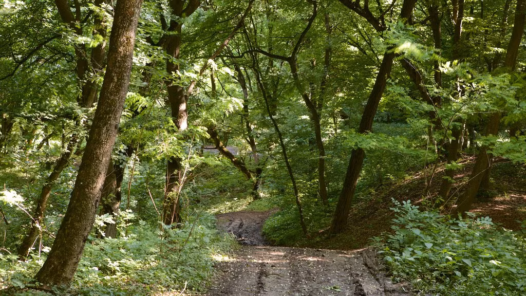 Dù dân làng cố gắng đi tìm người chăn cừu và số cừu trên nhưng đều không có kết quả vì không tìm được manh mối nào.