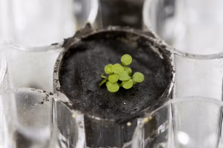 Tạp chí Communications Biology mới công bố kết quả nghiên cứu việc trồng cây trong đất lấy từ Mặt trăng của Lisa Paul - giáo sư nghiên cứu về khoa học làm vườn tại Viện Khoa học Nông nghiệp và Thực phẩm thuộc Đại học Florida, Mỹ và Rob Ferl - giáo sư khoa học làm vườn tại Viện Khoa học Nông nghiệp và Thực phẩm UF.