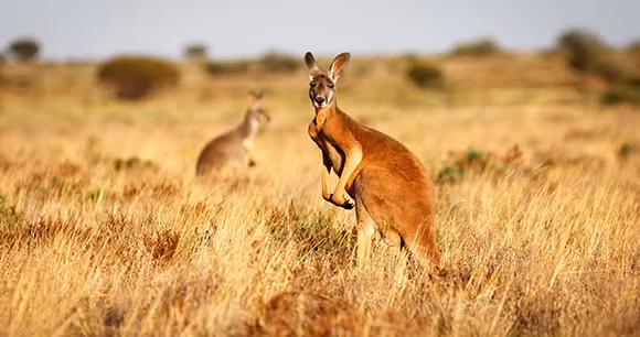 Nhiều người cho rằng đó là một con vật lai giữa mèo với kangaroo. Trong khi ấy, một vài người suy đoán đó có thể là chuột túi cây hoặc chuột wallaby.