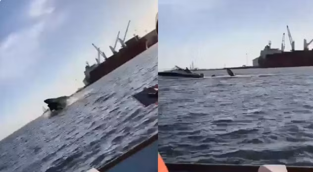 Một số khách du lịch đã quay được video có cảnh một con cá voi lưng gù suýt làm lật thuyền. Vụ việc xảy ra ở vịnh California ở ngoài khơi bờ biển Ahome, bang Sinaloa, Mexico.