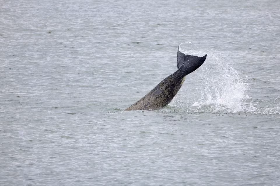 Sự việc hy hữu này khiến chiếc thuyền suýt bị lật úp. Tuy nhiên, 4 du khách trên thuyền bị thương và nhanh chóng được đưa vào bờ để đến bệnh viện gần đó chữa trị.
