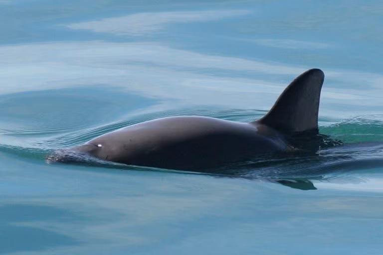 Các chuyên gia cho hay cá heo vaquita còn khoảng 10 con. Môi trường sống duy nhất của chúng là Vịnh California ở Mexico.