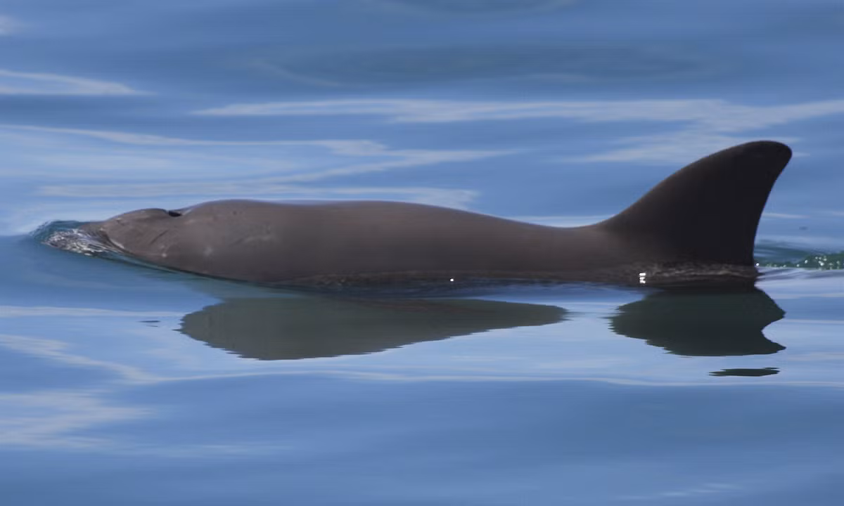 Tuổi thọ trung bình của cá heo vaquita là khoảng 21 tuổi.