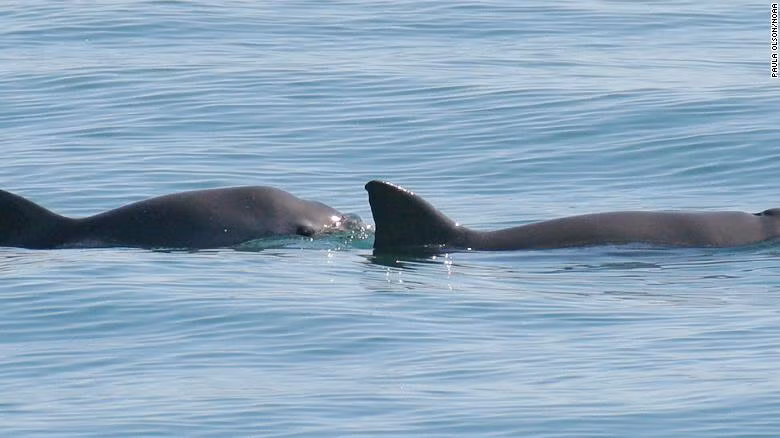 Cá heo vaquita (tên khoa học là Phocoena sinus) là loài động vật biển có vú nhỏ nhất thế giới. Các nhà khoa học phát hiện loài cá heo này vào những năm 1950.