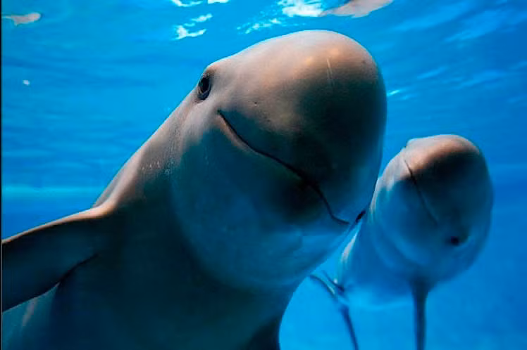 Mỗi con cá heo vaquita có chiều dài cơ thể khoảng 1,2 - 1,5m và nặng khoảng 50 kg.