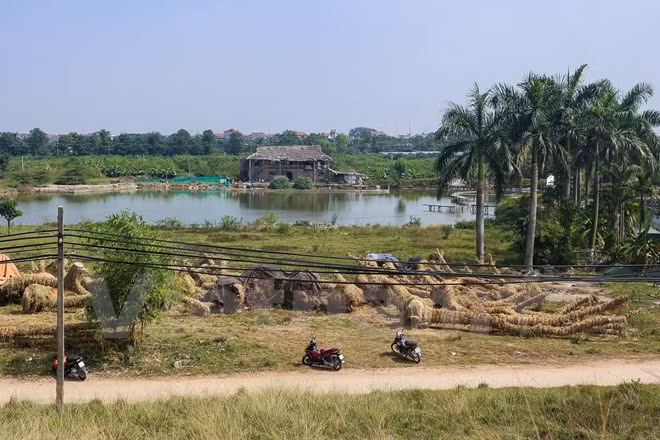 Bên ngoài vườn ươm, vẫn còn nhiều cây xà cừ nằm la liệt chờ tới lượt được đưa vào vườn chăm sóc. (Ảnh: Minh Sơn/Vietnam+)