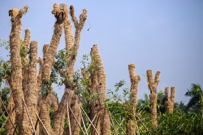 Tại vườn ươm, những cây cổ thụ này sẽ được bọc rơm để giữ ẩm cho thân. (Ảnh: Minh Sơn/Vietnam+)