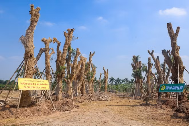 Đây cũng là dự án đầu tiên di chuyển cây xanh để giải phóng mặt bằng thay vì chặt hạ. (Ảnh: Minh Sơn/Vietnam+)