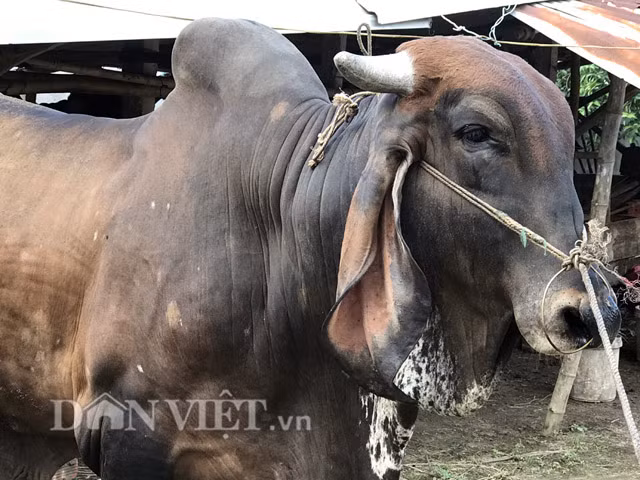 Nhờ kinh nghiệm hơn 15 năm nuôi bò lai của ông Hùng nên chỉ sau hơn 1 năm được chăm sóc kỹ và áp dụng các biện pháp phòng bệnh đúng kỹ thuật, cặp bò phát triển lớn nhanh với chiều cao của mỗi con hiện ước hơn 1,7m; chiều dài từ mõm đến mông 2,5m, nặng hơn 1 tấn/con.