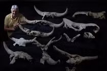 Người Neanderthal thu thập nhiều hộp sọ có sừng trong hang động 