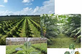 Đầu tư Quốc tế HAGL bị xử phạt: Nghịch lý đòn bẩy và áp lực thanh khoản