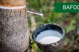 Lâm nghiệp Bà Rịa - Vũng Tàu: Lãi phụ thuộc khoản thu khác, dòng tiền âm nặng