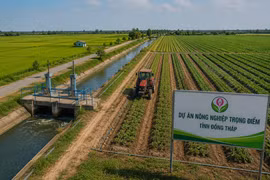 Đồng Tháp tăng tốc triển khai loạt DA nông nghiệp trọng điểm, gỡ vướng đầu tư