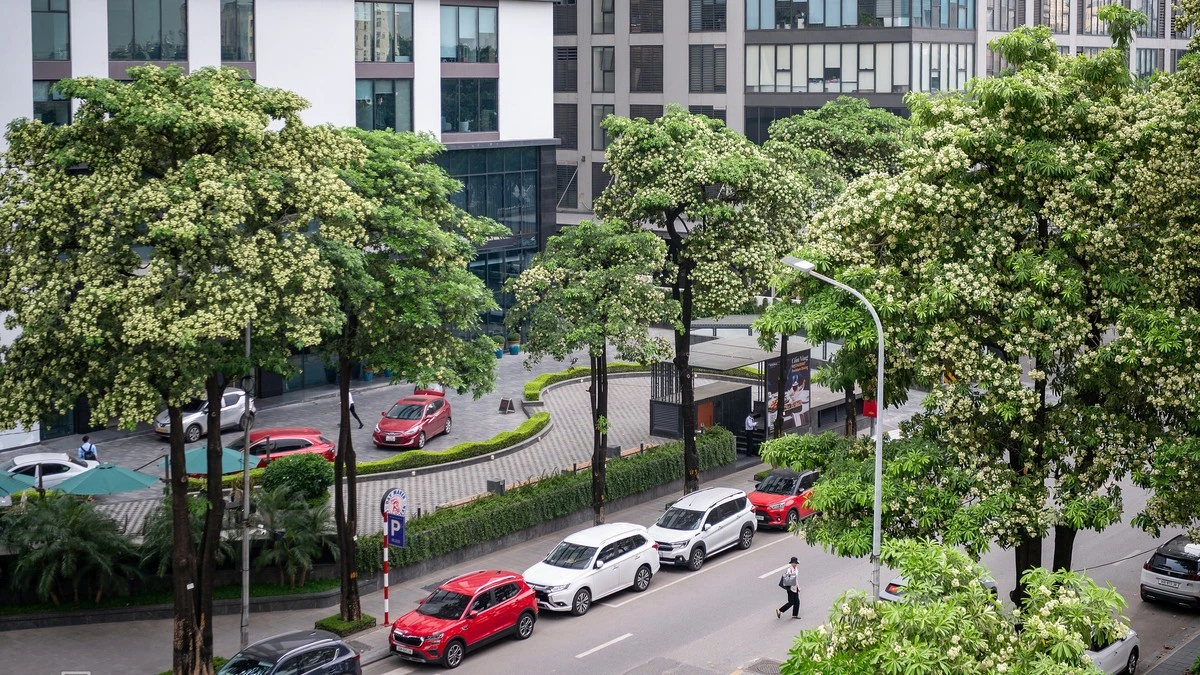 [VIDEO] Hà Nội khảo sát hoa sữa dày, chưa thay đồng loạt