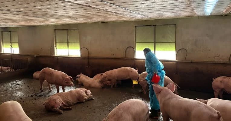 Công an TPHCM triệt phá đường dây tuồn 10.000 tấn heo bẩn