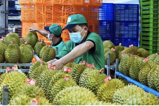 [VIDEO] Bộ Nông nghiệp đặt mục tiêu 4 tỉ USD cho sầu riêng khi Ấn Độ mở cửa