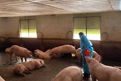 Công an TPHCM triệt phá đường dây tuồn 10.000 tấn heo bẩn