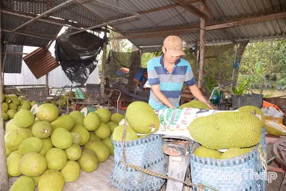 Giá mít Thái và mít ruột đỏ tại miền Tây tăng vọt