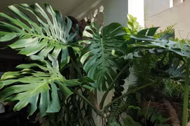 Cây trầu bà hút tài lộc mạnh nhất khi đặt ở 3 chỗ này
