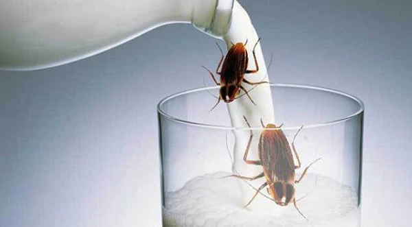 Con người phải uống sữa gián thay bữa ăn trong tương lai?