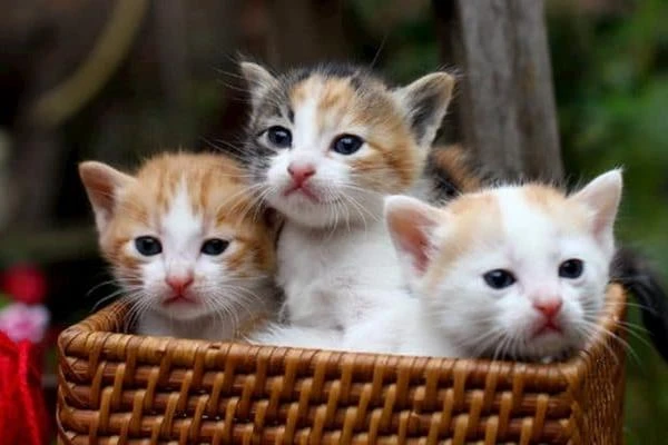 10 ngày tới, 3 con giáp điềm dữ qua đi, phúc lộc ngập nhà
