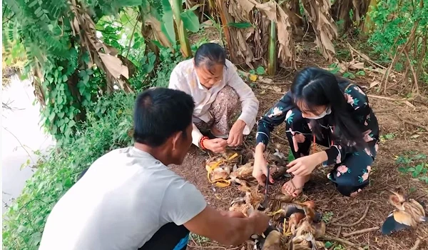 Đặc điểm của cò lửa Thủy Tiên treo ngược đem phóng sinh