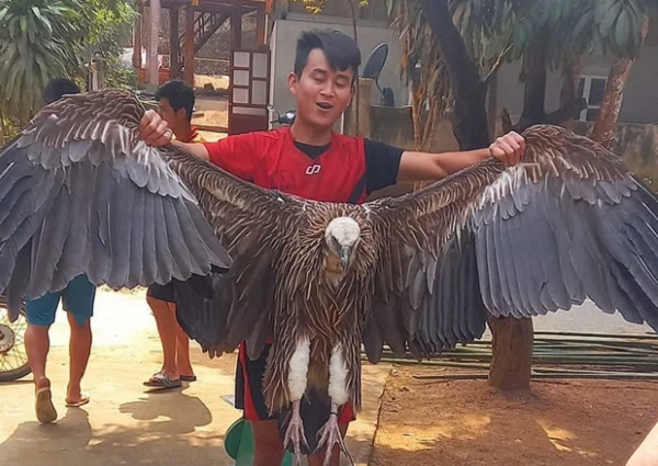 Chim lạ rơi xuống bản Na Mèo: Loài cực hiếm ở Việt Nam!