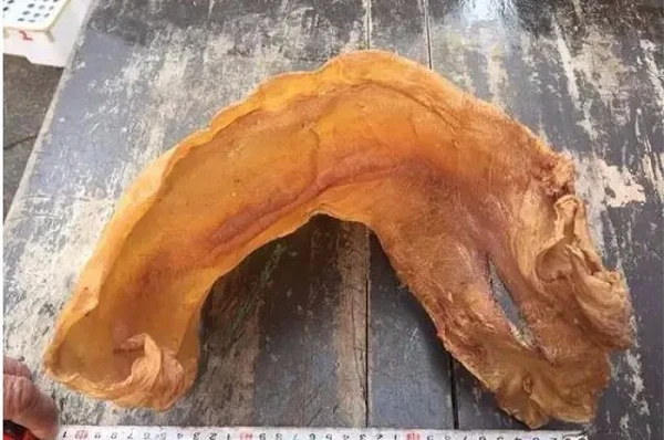 Quên bẵng thứ phơi khô, 38 năm sau lấy ra đắt giá hơn vàng