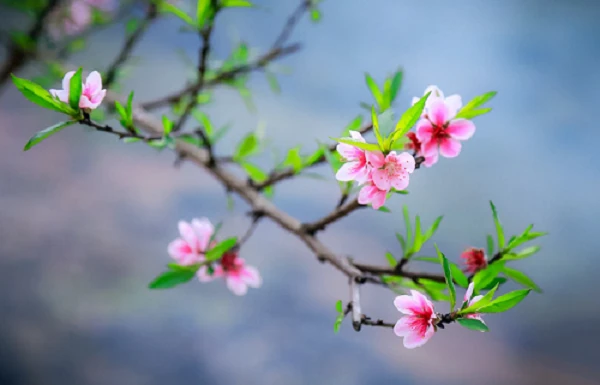 Tại sao những loại hoa này lại “đại diện” cho mùa Xuân?