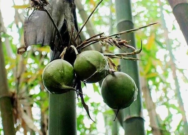 Ít người biết cây tre lại có quả vừa đẹp vừa giàu dinh dưỡng