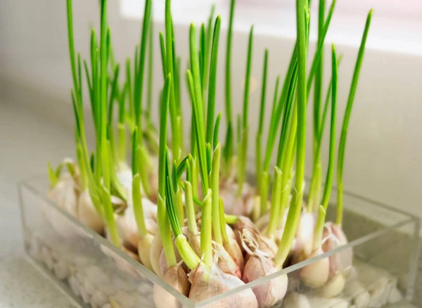 Nhà quá nhiều muỗi, trồng ngay loại cây ung dung ngồi hóng mát 