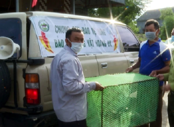 Trăn đất bỗng dưng “lạc trôi” trên biển Hà Tĩnh: Quý hiếm thế nào?