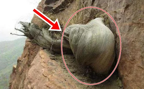 Lên núi tìm được “quốc bảo”, đến chuyên gia cũng phải ghen tị