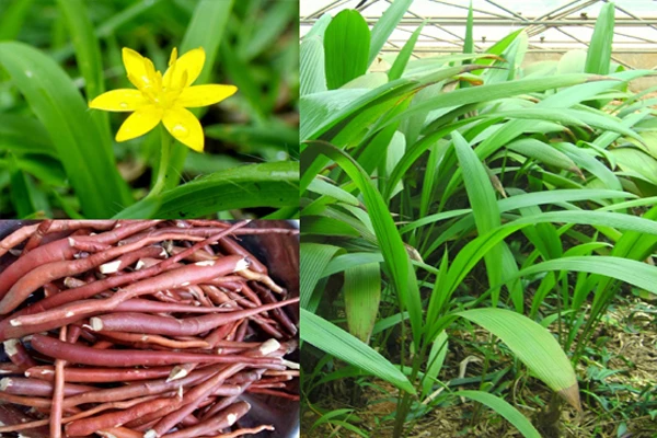 Đi rừng, bất ngờ phát hiện “thần dược phòng the” cực quý hiếm