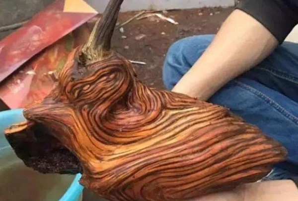 Thấy khúc gỗ lạ trong mộ tổ, chuyên gia thốt lên: "Phát tài rồi!"