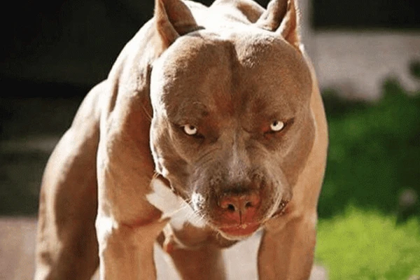 Hàm của chó Pitbull khỏe cỡ nào khiến đối thủ e dè run sợ?