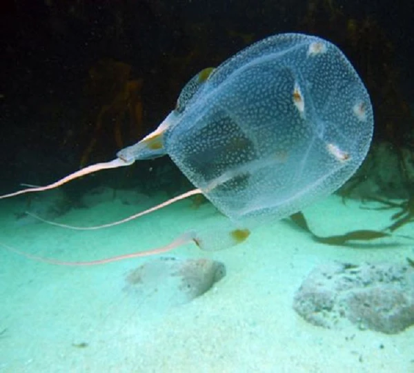 Loài sứa ác mộng nhất đại dương: Nọc độc rắn hổ mang chưa là gì!