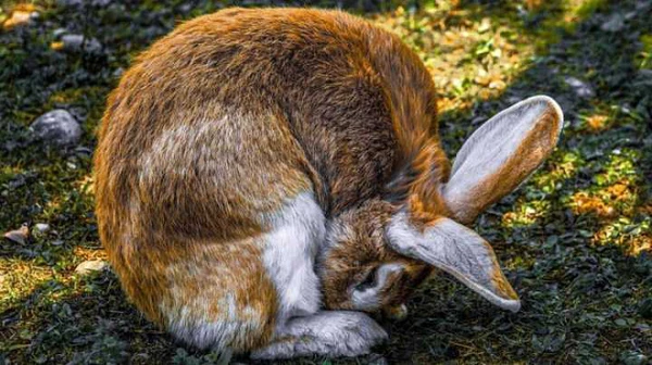 Thỏ không phải loài vật hiền lành, chúng còn ăn cả xác động vật