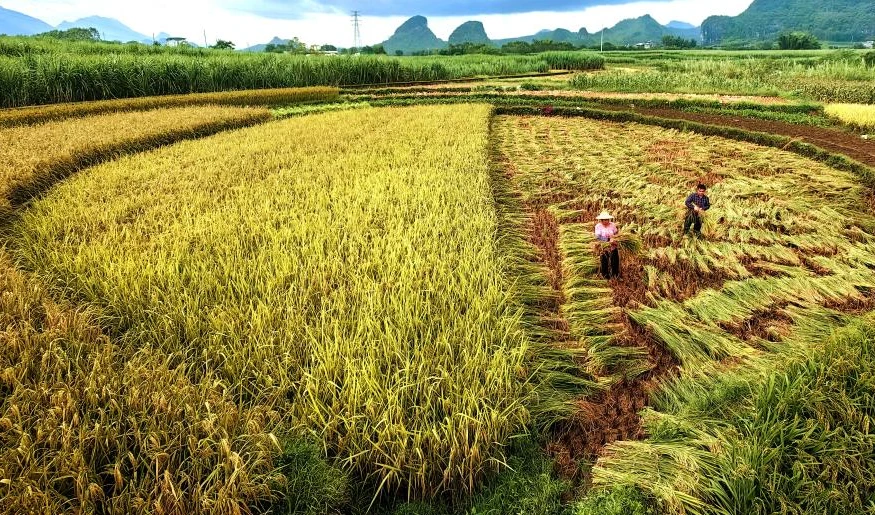 Nhộn nhịp cảnh thu hoạch vụ mùa ở Trung Quốc
